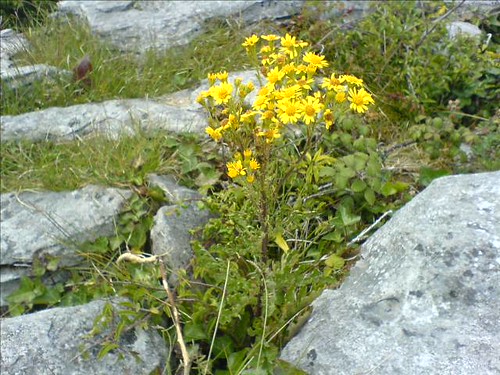 Burren Flora