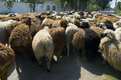惠远古城的羊群
