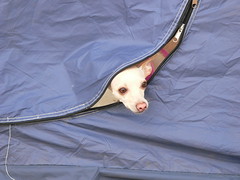 Minou in the BIG tent