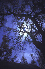 full-moon-oak