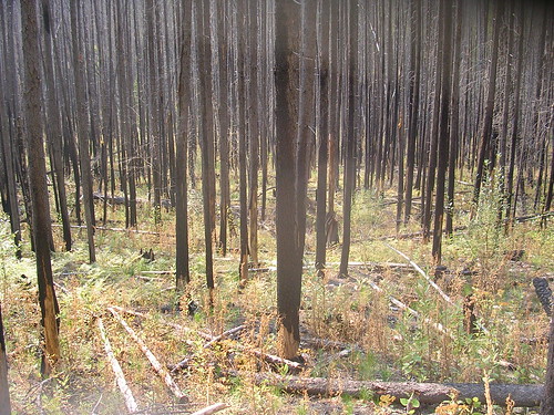 Burned Woods