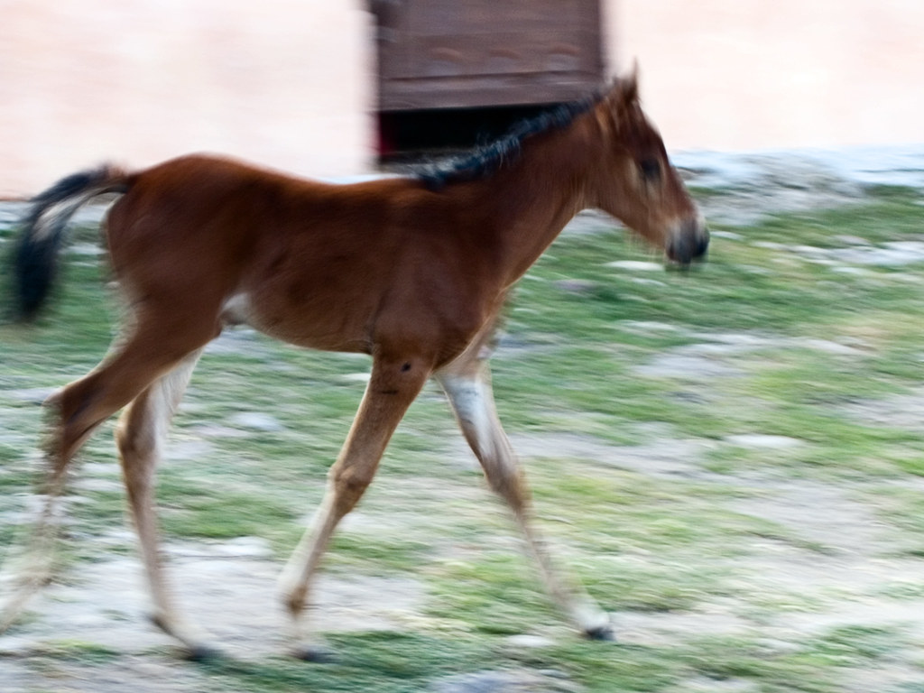 The Young Foal