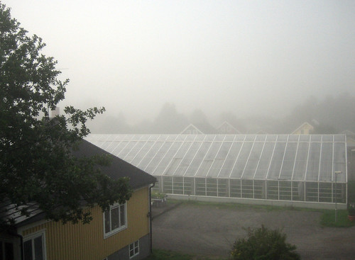 Misty Monday Morning