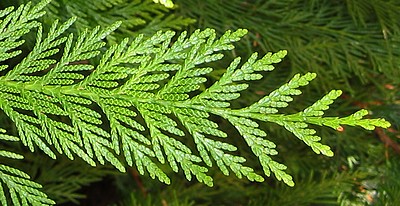 cedar branching pattern