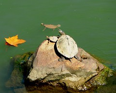 Turtles 2