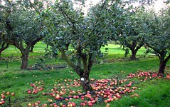 wisley orchard