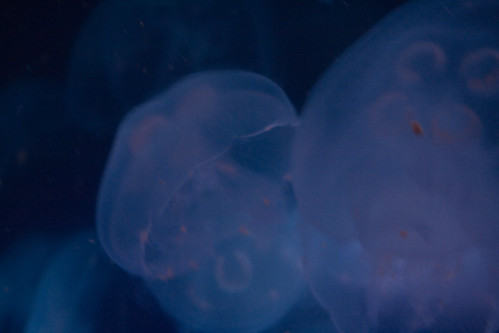 A Study in Jellyfish Propulsion