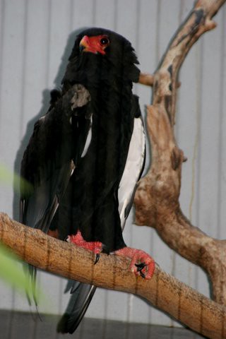 Bateleur Eagle, St Louis Zoo IMG_0749.JPG