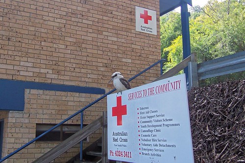 Kookaburra at Henry Wheeler Place Gosford