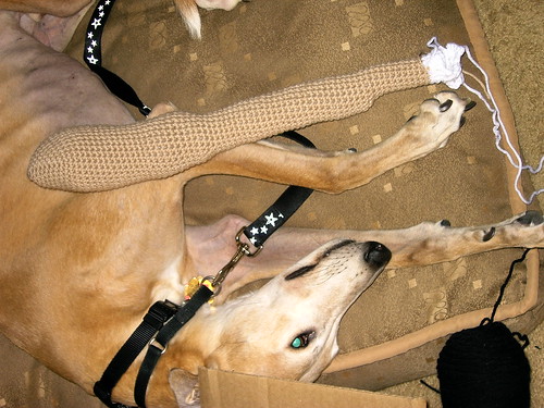 Crocheted Greyhound in Progress