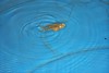 Smaug swimming (toad #2)