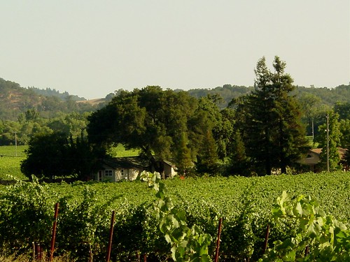 Vineyards at Stryker Vineyards