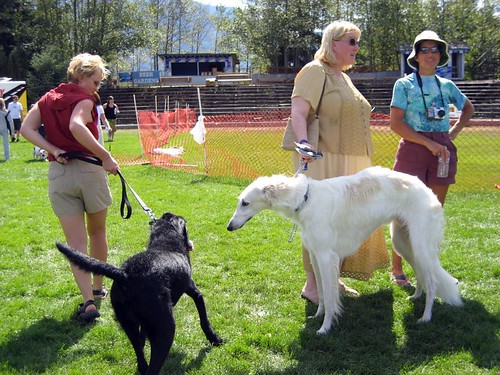 Squamish Dog Festival