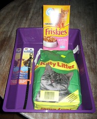Stuff for the cat