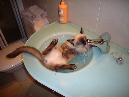 Drinking and bathing in the sink