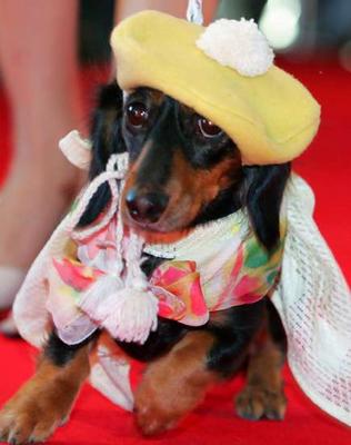 dachshund fashion