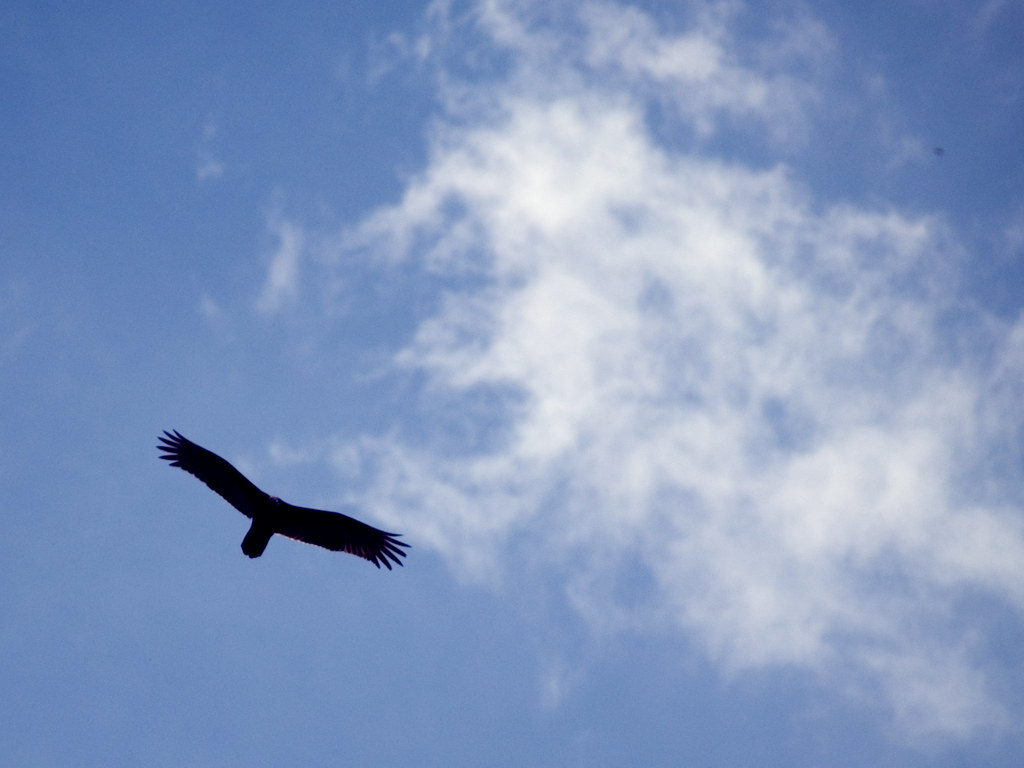 An Eagle in Flight