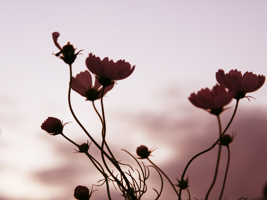 Silhouette of Cosmos