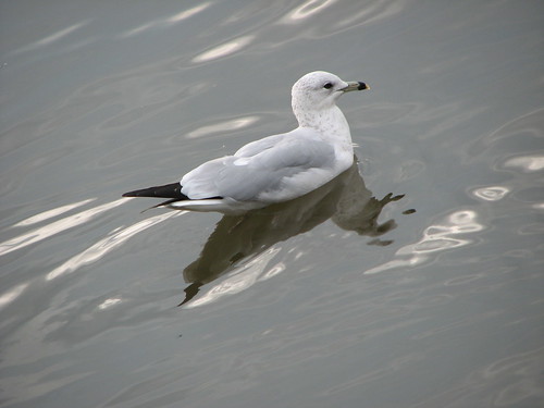 Reflection of a Gull