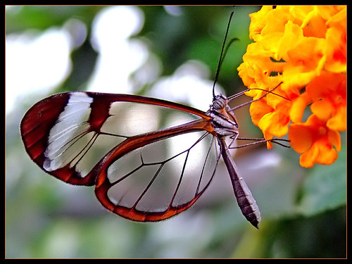 transparent butterfly 03