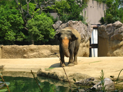thai elephant