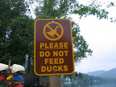 no ducks