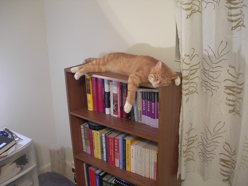 Maomao on the bookcase