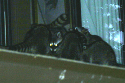 Mischevious Raccoons