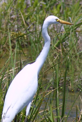 egret at Fogg Dam