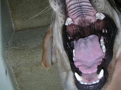 a face cracker yawn