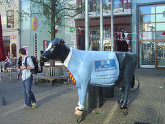 Haagsche Bluf - Cow