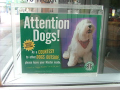 Attention Dogs