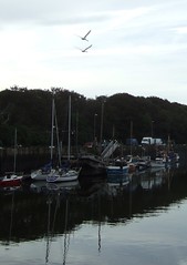 Swanning into Eyemouth harbour
