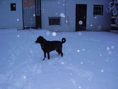 cody backyard snow 008