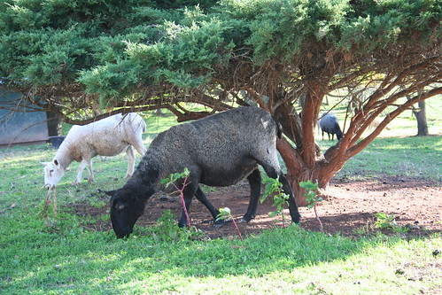 Fall Sheep at Kiparoo