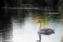 Markeaton Park:  The Ugly Duckling?