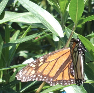mother monarch butterfly 2