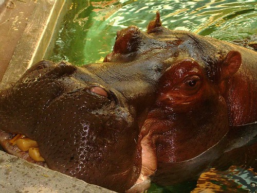 hungry hungry hippo