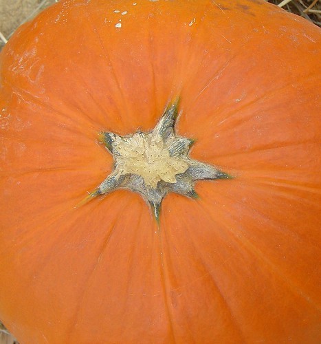 Pumpkin 7