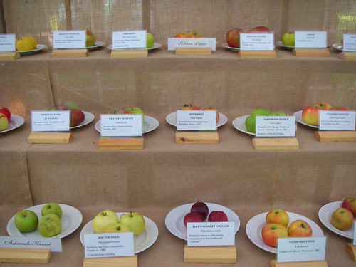 Apple display