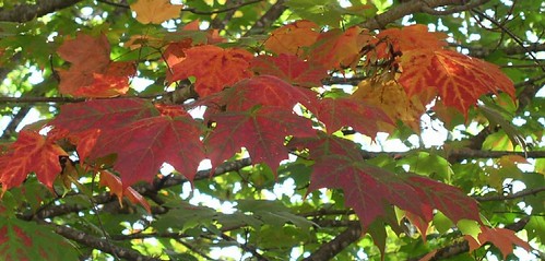 detail, leaves at Maplewood, 2003