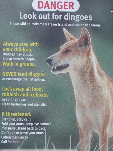 Dingo warning