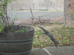 Squirrel in action