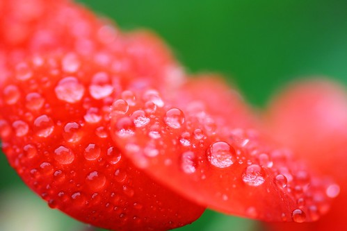 Ruby Droplets