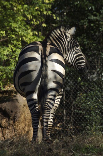 A Zebra Is Nothing More Than A Glorified Ass