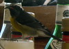 I just clicked with this bird in the bar at Antigua