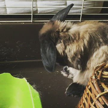 Is anything cuter than a bunny washing its face? ❤️