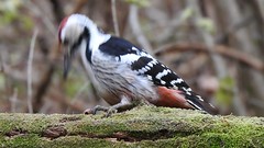 White-backed Woodpecker ♂ (Dendrocopos leucotos) 16.10.2019