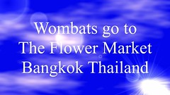 Wombats go to the flower market Bangkok