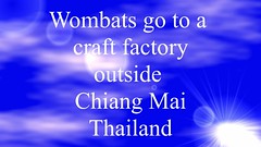 Wombats go to a craft factory outside Chiang Rai